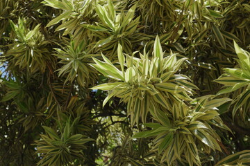 Close up view of the branches of a Dracaena reflexa variegata tree