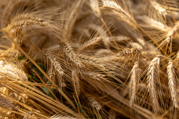 Ripe ears of wheat close-up in summer day