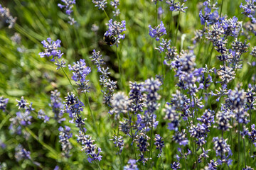 Bumblebee on the lavender field