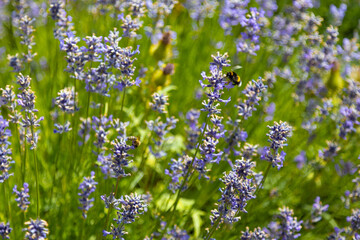 Field of flowers with insects, close-up