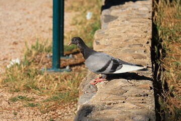 pigeon on the ground