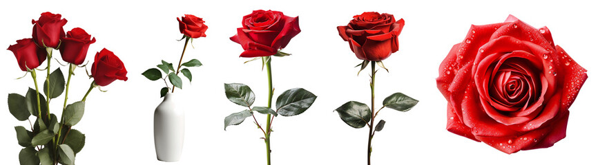 Set of red roses. Bouquet of red roses, red rose close-up, red rose in a white vase, red rose with a green stem. Isolated on a transparent background. KI.