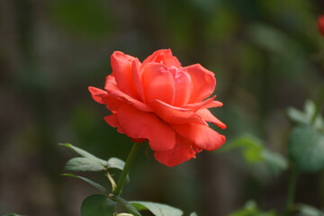 red rose flower