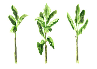 Banana palm tree set. Landscape design element, Hand drawn watercolor illustration isolated on white background