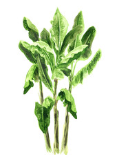 Banana palm tree. Landscape design element, Hand drawn watercolor illustration isolated on white background