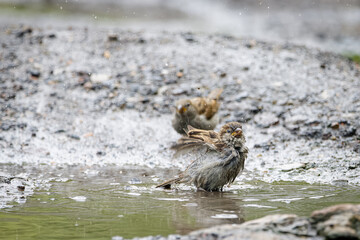 A young rock sparrow bathes in the water and looks into a camera. 