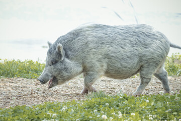 A grey female adult pig walks on the ground and waves its tail with an open mouth. Grey pig close-up portrait with green grass background.