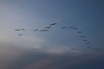 Birds in the sky