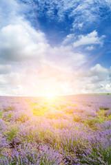 A blooming lavender field and a bright sunrise. Vertical photo.