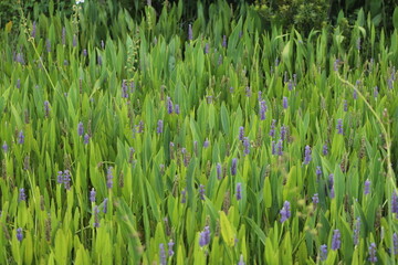 Wild flowers in swamp