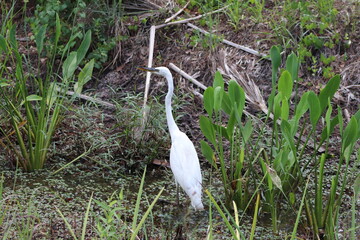 Great Egret