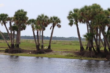 Palm trees on river