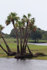 Flood line on palm trees