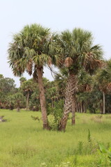 Palm trees in a field