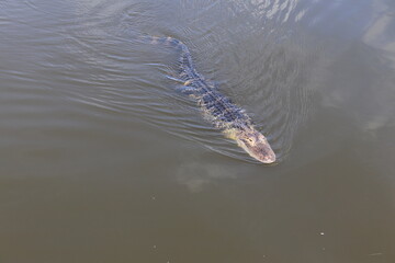Alligator Swimming