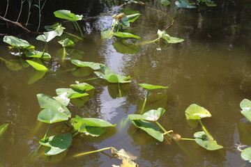 Lilly pads