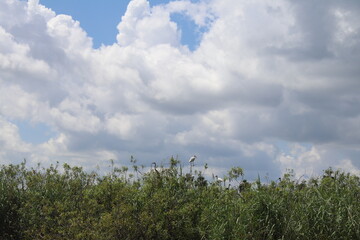 cloudy sky with overgrown foliage