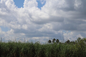 clouds over the field