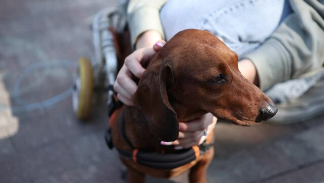 Owner stroking a paralyzed dog in a wheelchair. Close up video clip of a handicapped dachshund with the owner