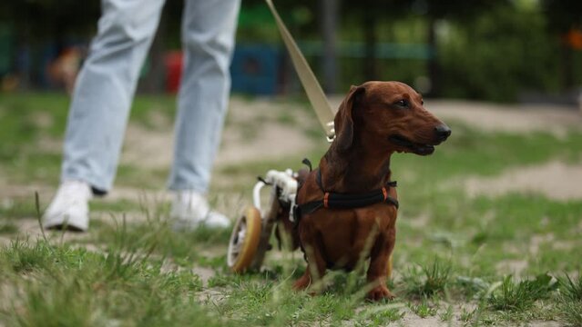 Paralyzed dachshund in a wheelchair walking outdoors with the owner