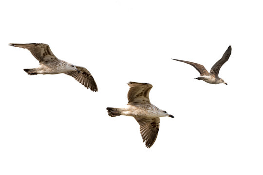 Seagulls flying in the sky. Arenque gull, Larus argentatus, a large gull, isolated on transparent background.