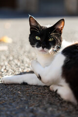 Chat noir et blanc rencontré dans une rue de Sumène, dans le sud des Cévennes