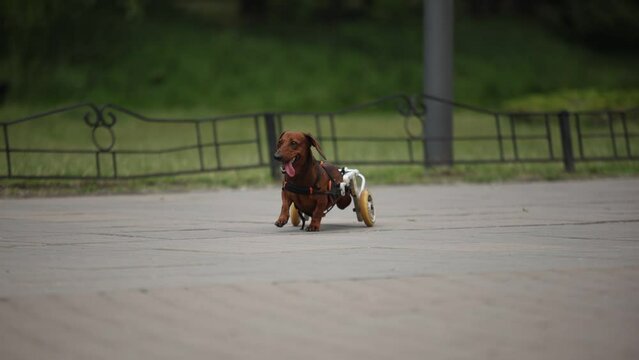 Handicapped dachshund in a wheelchair running fast outdoors. Active paralysed pet living a happy life