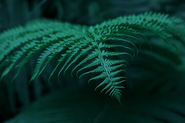Background of green fern leaves