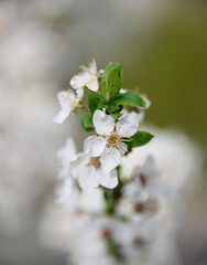 Close up white cherry blossom over green