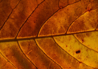 Orange autumn leaf with veins texture