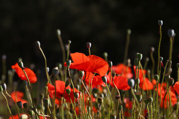 Red poppy flowers in green field
