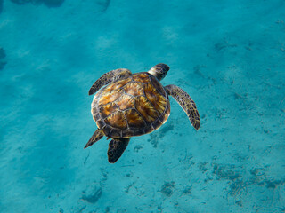 A graceful sea turtle from Cyprus, Mediterranean Sea