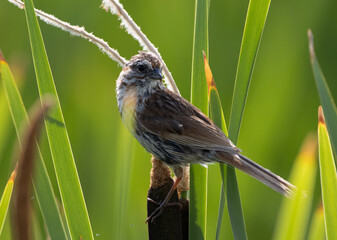 Female Finch on a cattail