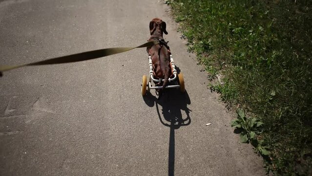 Paraplegic dachshund in a wheelchair walking on a leash. Paralyzed pet living an active life