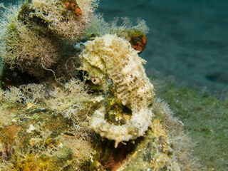 Yellow hippocampus from Cyprus