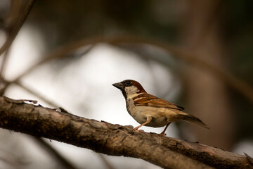Cute little bird Sparrow. Nature background.