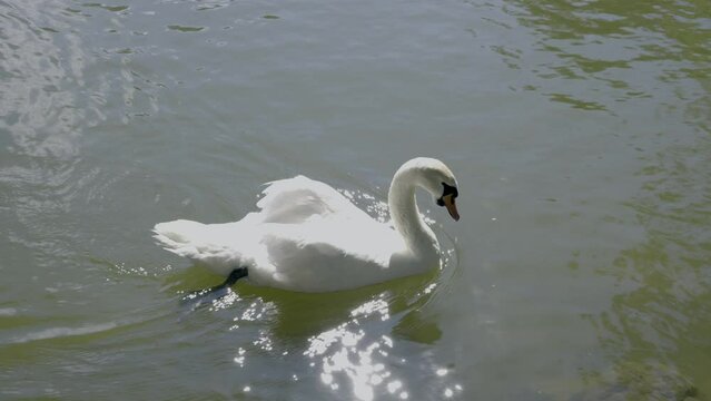 schwan im see