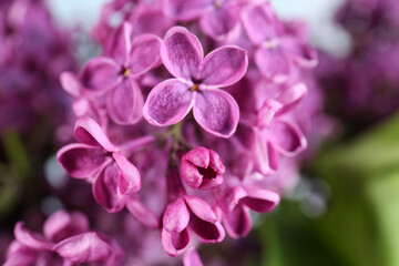 Fototapeta na wymiar Closeup view of beautiful lilac flowers on blurred background
