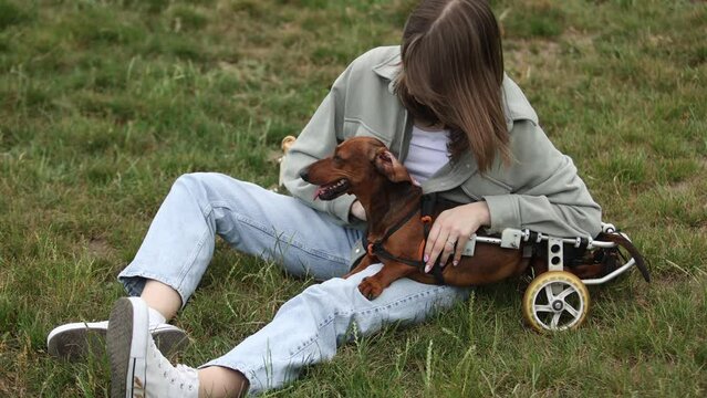 Young girl taking care of a handicapped pet in a wheelchair. Loving owner walking in the park with a paralyzed dachshund