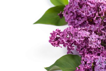 Beautiful lilac flowers on white background, closeup. Space for text