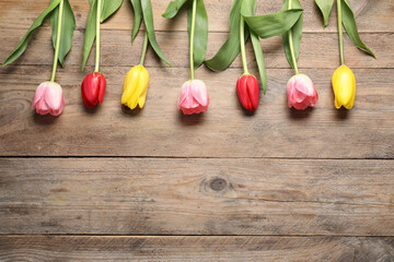 Beautiful colorful tulip flowers on wooden table, flat lay. Space for text