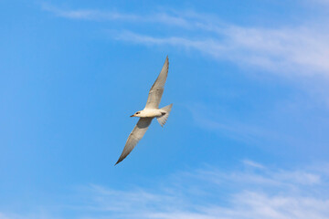 Flying gull. Blue sky background.
