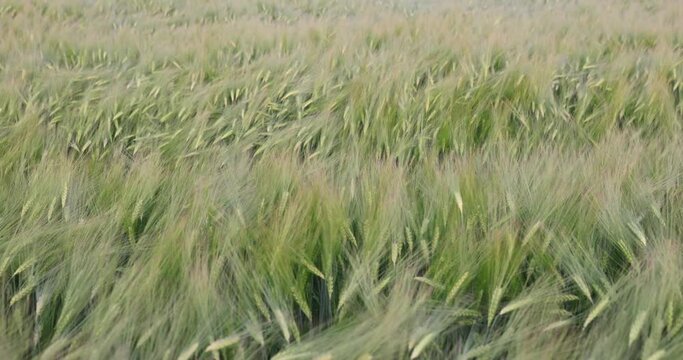 green wheat spikelets at sunset with a strong wind, a strong wind shakes the spikelets of green color at dusk at sunset