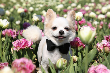 Cute Chihuahua dog among beautiful tulip flowers on sunny day