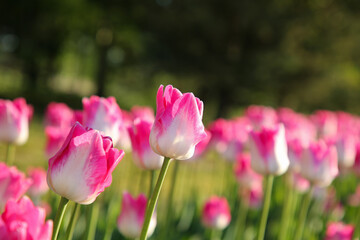 Beautiful pink tulip flowers growing in field on sunny day, closeup