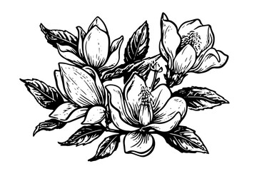 Hand drawn magnolia flower ink sketch. Engraving style vector illustration.