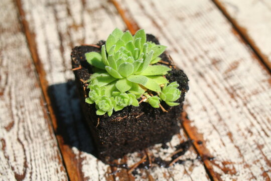 rojnik Tristan Sempervivum