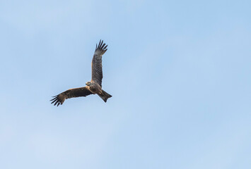 rapace 