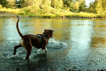River dog