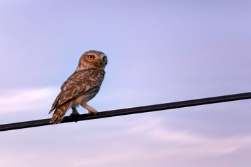 Litle owl. Purple sky background. 